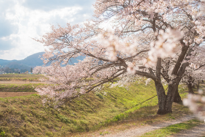 アイキャッチ用の桜の木の画像
